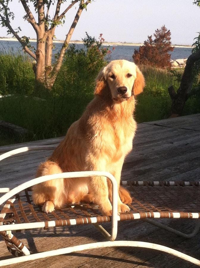 Dog and pet friendly summer beach house rental in Point Lookout NY